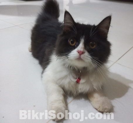 একটি পারসিয়ান মেল ক্যাট সেল হবে